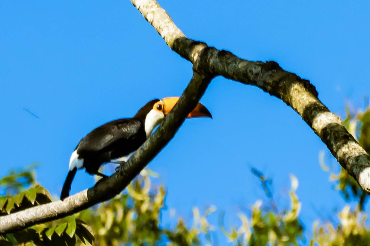 Nossa natureza